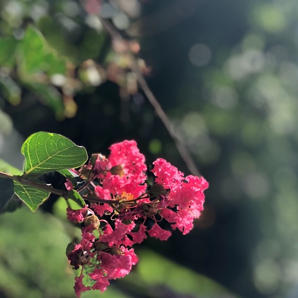 Meet your Posher, Alexis - Picture 1 of 1